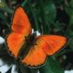 Schmetterlinge:
                                    Dukatenfalter m�nnlich