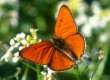 Schmetterlinge: Grosser
                                    Feuerfalter mnnlich