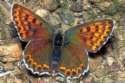 Schmetterlinge:
                                    Schwefelv�gelchen weiblich