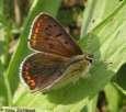 Schmetterlinge:
                                    Schwefelv�gelchen m�nnlich