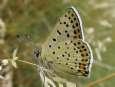 Schmetterlinge:
                                    Schwefelv�gelchen Unterseite