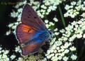 Schmetterlinge:
                                    Violettsilberfalter / Violetter
                                    Feuerfalter m�nnlich