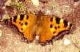 Schmetterlinge:
                        Grosser Fuchs