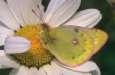 Schmetterlinge:
                                    Alpengelbling an Margarite