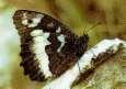 Schmetterlinge:
                                    Hipparchia-Falter: Weisser
                                    Waldportier, Unterseite