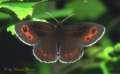 Schmetterlinge: Moorenfalter:
                                    Fr�hlingsmoorenfalter