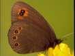 Schmetterlinge: Moorenfalter:
                                    Fr�hlingsmoorenfalter Unterseite