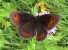 Schmetterlinge:
                                    Moorenfalter: Graubindiger
                                    Moorenfalter