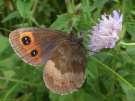 Schmetterlinge:
                                    Moorenfalter: Graubindiger
                                    Moorenfalter, Unterseite