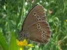 Schmetterlinge: Moorenfalter:
                                    Weissrandiger Moorenfalter,
                                    Unterseite