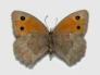Schmetterlinge: Kleines
                                    Ochsenauge weiblich