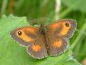 Schmetterlinge: Rotbraunes
                                    Ochsenauge m�nnlich