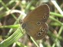 Schmetterlinge:
                                    Gemeines Wiesenvgelchen,
                                    Unterseite