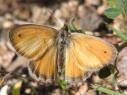 Schmetterlinge: Gemeines
                                    Wiesenvgelchen / Kleines
                                    Wiesenvgelchen / Kleiner Heufalter