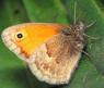 Schmetterlinge: Gemeines
                                    Wiesenvgelchen / Kleines
                                    Wiesenvgelchen / Kleiner Heufalter,
                                    Unterseite