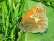 Schmetterlinge:
                                    Grosses Wiesenv�gelchen, Unterseite