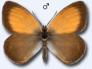 Schmetterlinge:
                                    Wiesenvgelchen: Perlgrasfalter
                                    mnnlich