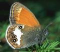 Schmetterlinge:
                                    Wiesenv�gelchen: Perlgrasfalter
                                    Unterseite