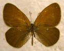 Schmetterlinge: Rostbraunes
                                    Wiesenv�gelchen m�nnlich