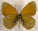 Schmetterlinge: Rostbraunes
                                    Wiesenv�gelchen weiblich