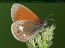 Schmetterlinge: Rostbraunes
                                    Wiesenv�gelchen, Unterseite
