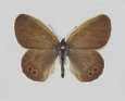 Schmetterlinge:
                                    Waldwiesenv�gelchen m�nnlich