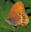 Schmetterlinge:
                                    Waldwiesenv�gelchen Unterseite