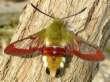 Schmetterlinge:
                                    Hummelschw�rmer