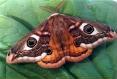 Schmetterlinge:
                                    [Pfauenspinner]: Nachtpfauenauge
                                    m�nnlich