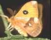 Schmetterlinge:
                                    [Pfauenspinner]: Nagelfleck m�nnlich
                                    Unterseite