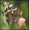 Schmetterlinge: Nesselfalter:
                                    Roter Admiral, Unterseite