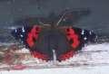 Schmetterlinge:
                                    Nesselfalter: Kanarischer Admiral /
                                    Indischer Admiral