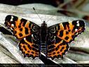 Schmetterlinge: Nesselfalter:
                                    Landk�rtchenfalter