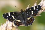 Schmetterlinge: Nesselfalter:
                                    Landk�rtchenfalter, Sommerform