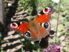Schmetterlinge: Nesselfalter:
                                    Tagpfauenauge
