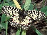 Schmetterlinge:
                                    S�dosteurop�ischer Osterluzeifalter