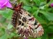 Schmetterlinge:
                                    S�dosteurop�ischer Osterluzeifalter,
                                    Unterseite