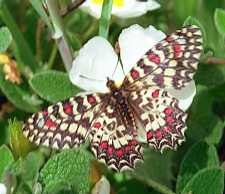 Schmetterlinge:
                                    Spanischer Osterluzeifalter /
                                    Westlicher Osterluzeifalter, Foto
                                    aus Portugal
