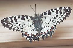 Schmetterlinge:
                                    Sdosteuropischer Osterluzeifalter
                                    / stlicher Osterluzeifalter