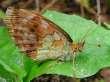 Schmetterlinge: Perlmuttfalter:
                                    Brombeer-Perlmuttfalter, Unterseite