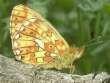 Schmetterlinge:
                                    Perlmuttfalter: Fr�hester
                                    Perlmuttfalter /
                                    Veilchen-Perlmuttfalter /
                                    Silberfleck-Perlmuttfalter,
                                    Unterseite