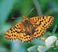 Schmetterlinge: Perlmuttfalter:
                                    Hochmoor-Perlmuttfalter