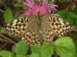 Schmetterlinge:
                                    Perlmuttfalter: Kaisermantel
                                    weiblich, helle Form