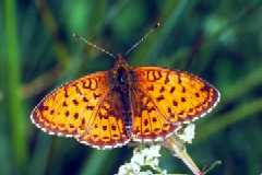 Schmetterlinge: Perlmuttfalter:
                                    M�des�ss-Perlmuttfalter