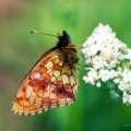 Schmetterlinge:
                                    Perlmuttfalter:
                                    M�des�ss-Perlmuttfalter, Unterseite