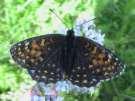 Schmetterlinge: Scheckenfalter:
                                    Baldrian-Scheckenfalter