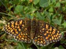 Schmetterlinge: Scheckenfalter:
                                    Flockenblumen-Scheckenfalter