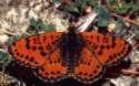 Schmetterlinge: Scheckenfalter:
                                    Roter Scheckenfalter m�nnlich