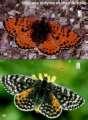 Schmetterlinge: Scheckenfalter:
                                    Roter Scheckenfalter, oben m�nnlich,
                                    unten weiblich