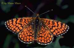 Schmetterlinge:
                                    Scheckenfalter: Zweibr�tiger
                                    Scheckenfalter / Westlicher
                                    Scheckenfalter